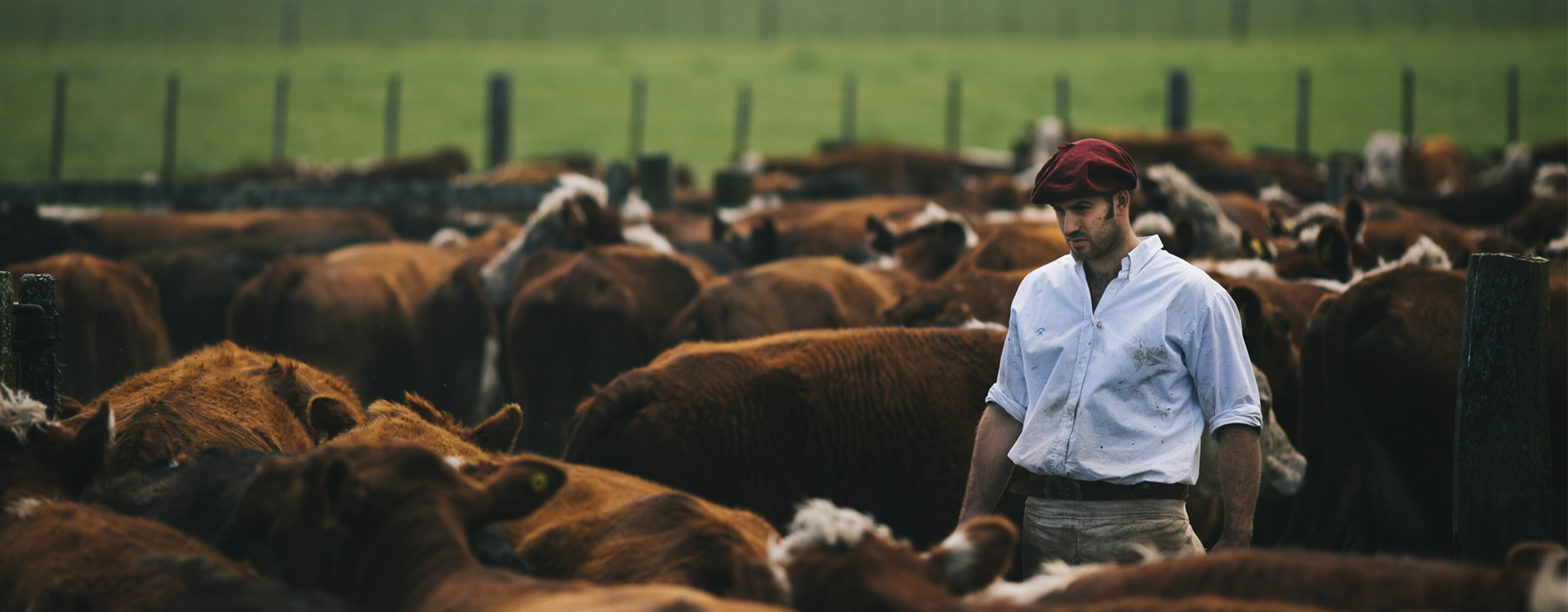 Remates de haciendas
