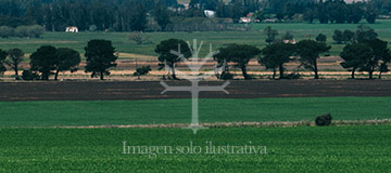 Venta Campo en Balcarce
