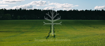 Venta Campo papero